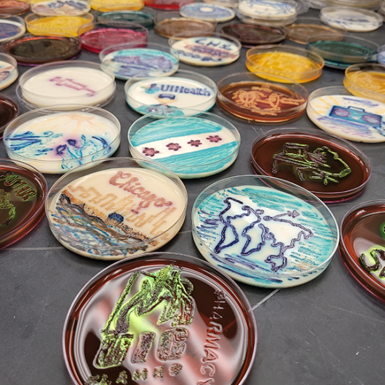 Agar plates with art pertaining to Chicago and UIC, including a UIC logo and a Chicago flag