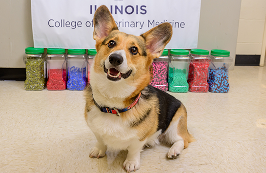Loki the corgi poses in the Illinois Veterinary Hospital medication dispensary
