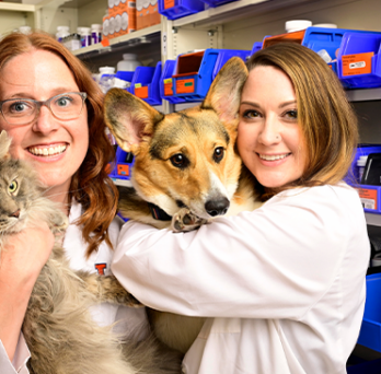 Dr. Lauren Forsythe holds Duchess the cat, and Dr. Alex Gochenauer holds Loki the corgi in the Illinois Veterinary Hospital Medication Dispensary 
